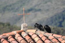 Black Vultures In Andes Stock Photography Black Vultures In Andes Stock Photography