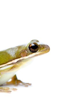 Green Tree Frog Stock Images