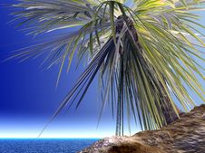Single Palm Royalty Free Stock Image