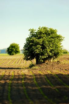 Lone Tree In A Field Royalty Free Stock Image