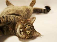 Relaxing Cat Royalty Free Stock Photography