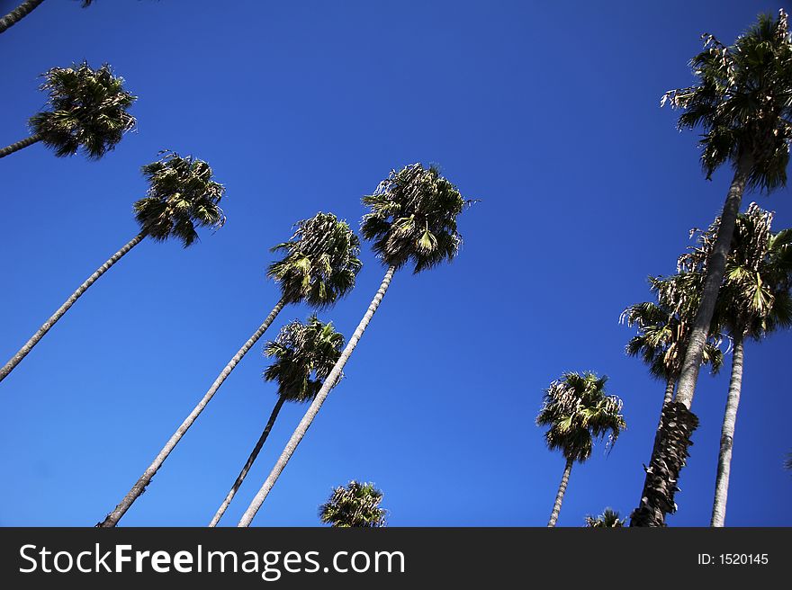 Palm-trees up to the sky (002). Palm-trees up to the sky (002)