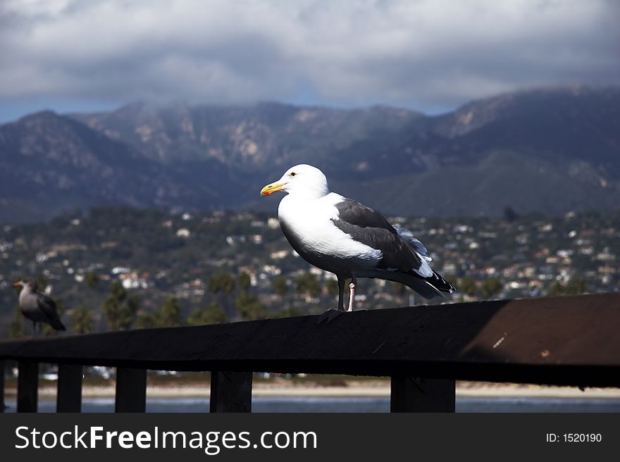 Seagull sitting on the top of a balustrade (001)