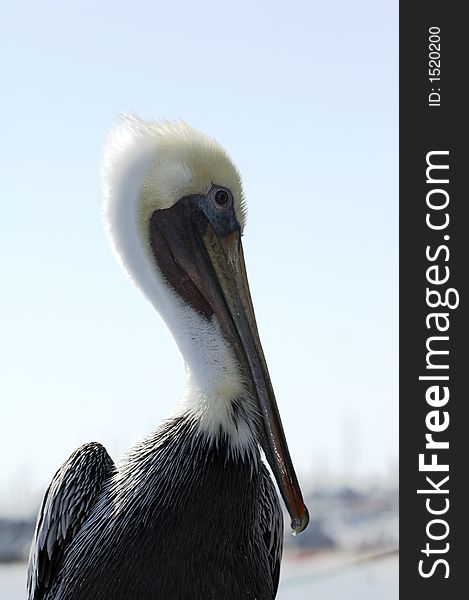 White and gray pelican standing on a trunk (004)