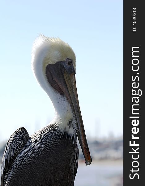 White and gray pelican standing on a trunk (005)