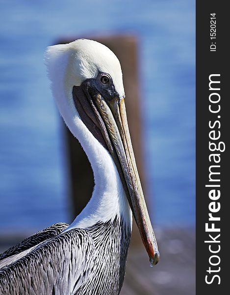 White and gray pelican standing on a trunk (008)