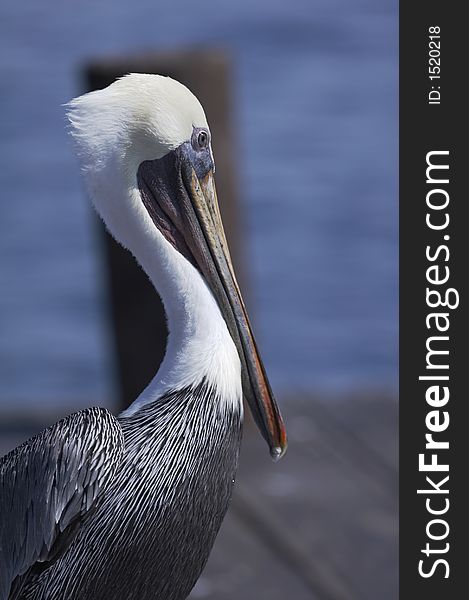 White and gray pelican standing on a trunk (012)