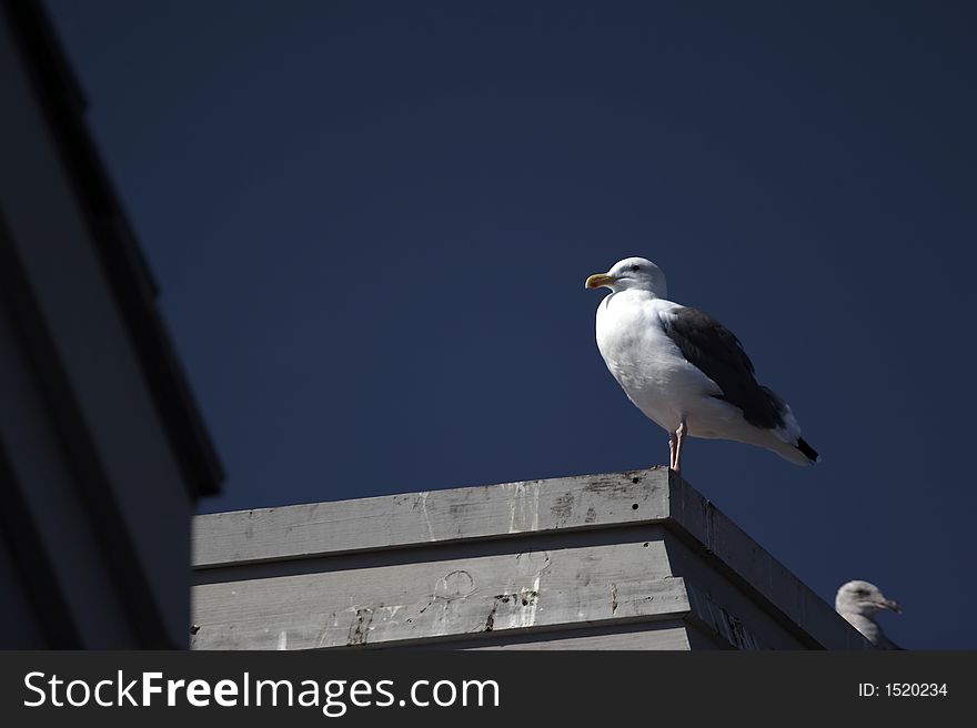Seagull sitting on the top of a house (007)