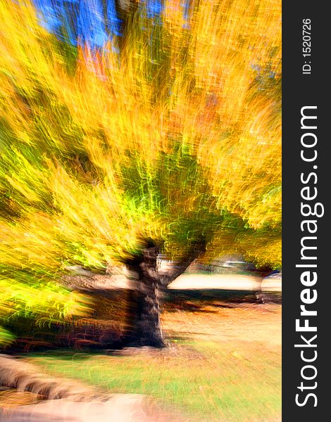 Abstract blurred tree created in camera. Abstract blurred tree created in camera