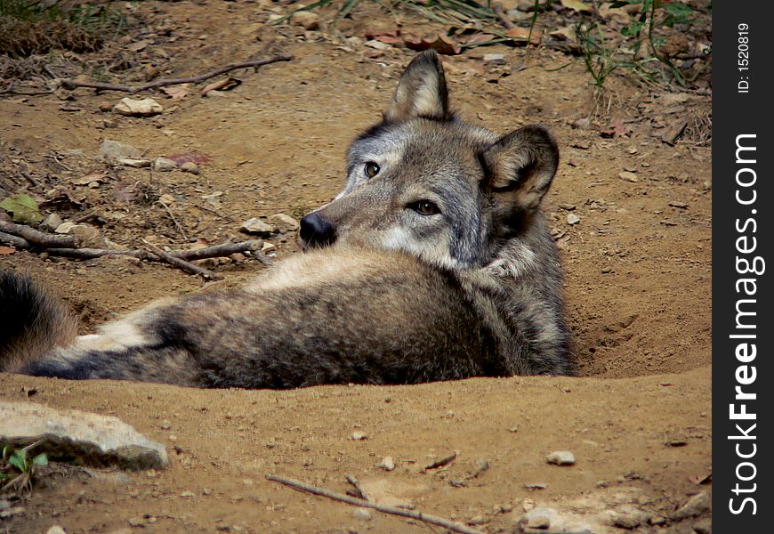 Wolf lying, looking over shoulder at camera. Wolf lying, looking over shoulder at camera