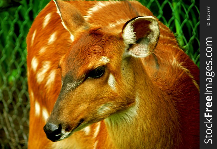 Close up of spotted deer. Close up of spotted deer