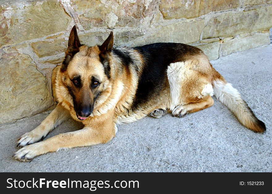 police dog,dog,animal,pet,look, wolf-dog,