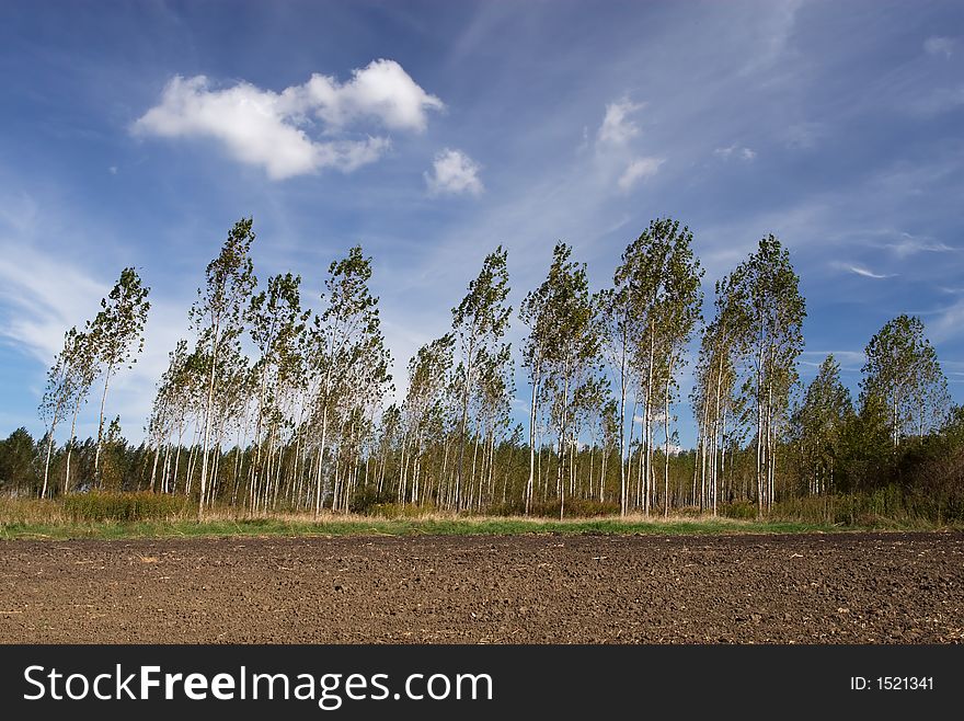Trees in the wind (field, wood)