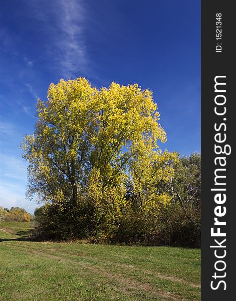 Landscape in autumn (tree, grass, sky). Landscape in autumn (tree, grass, sky)
