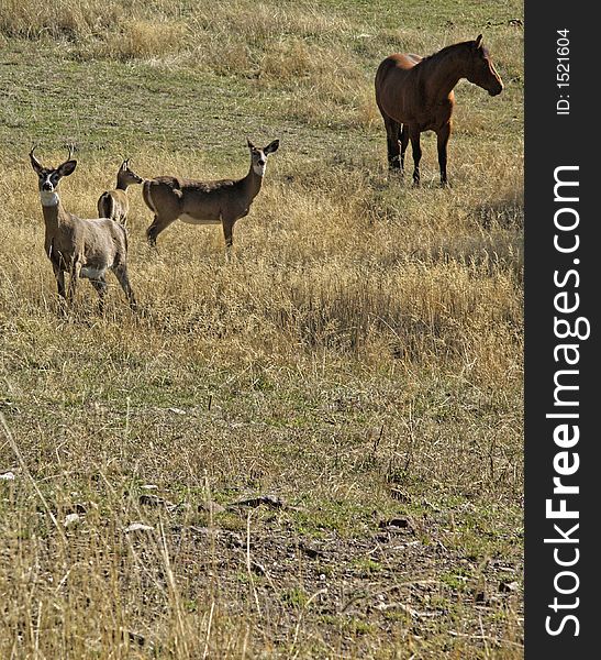 This image of the horse, buck, doe and yearling whitetail was taken in western MT. This image of the horse, buck, doe and yearling whitetail was taken in western MT.