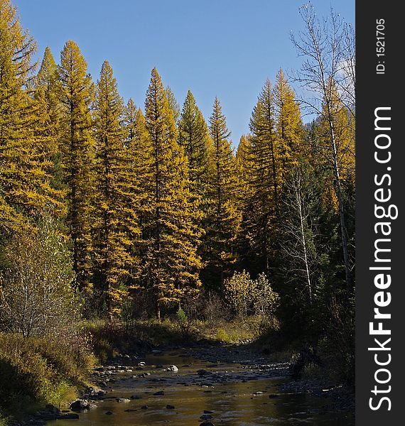 This image of the small stream surrounded by golden tamaracks was taken in the autumn in western MT. This image of the small stream surrounded by golden tamaracks was taken in the autumn in western MT.