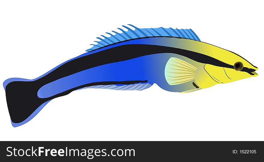 Drawing of a coral small fish blue cleaner wrasse. Vector. Drawing of a coral small fish blue cleaner wrasse. Vector.