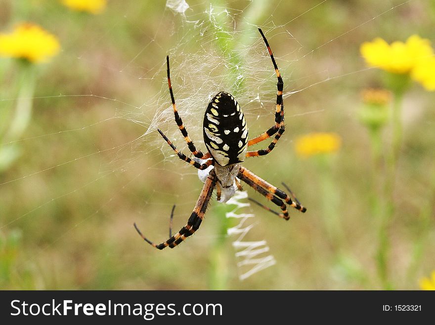 Female Banana Spider with egg pouch. Female Banana Spider with egg pouch
