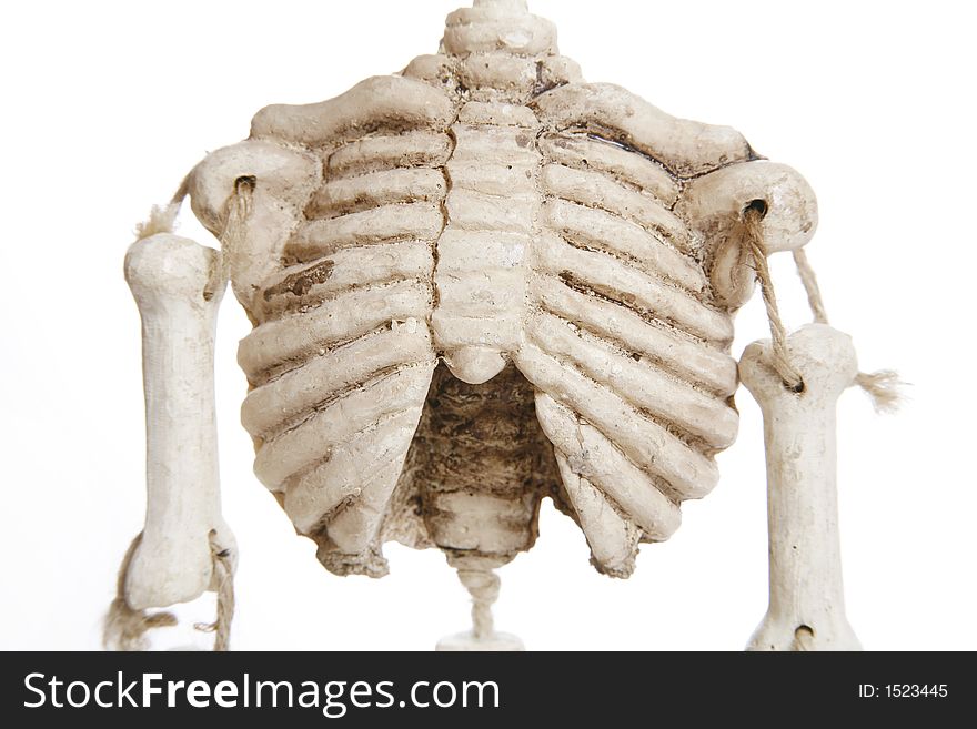 Closeup of a skeleton model's chest over white. Closeup of a skeleton model's chest over white