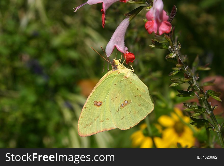 Butterfly found on flower in an outdoor garden
