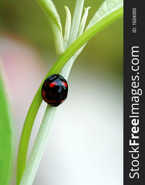 A black ladybird resting on stem of weed