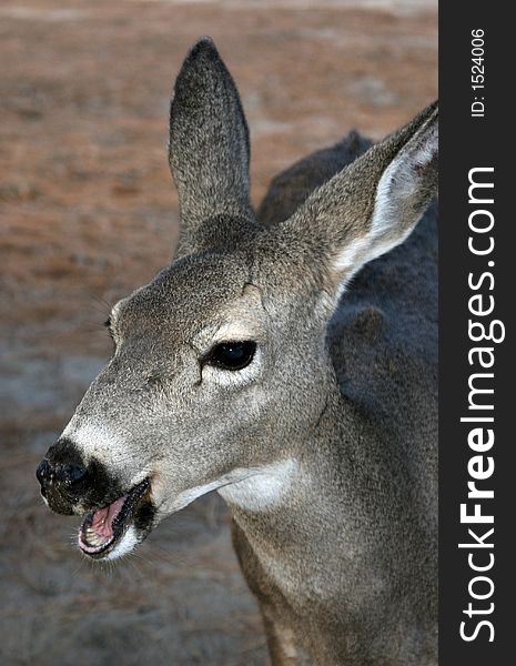 Young mule deer with mouth open. Young mule deer with mouth open
