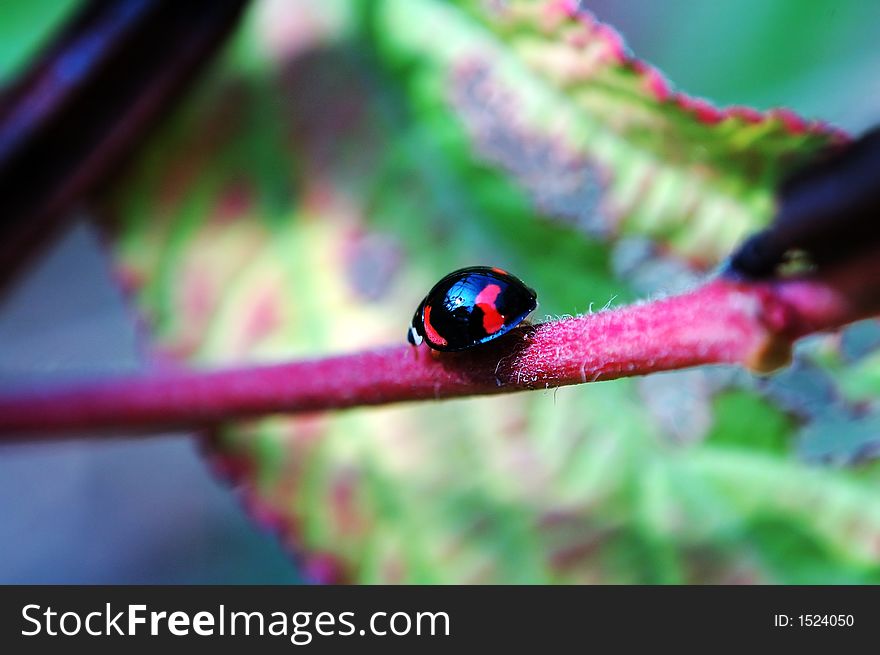 A ladybug walking along a stem of plant. A ladybug walking along a stem of plant