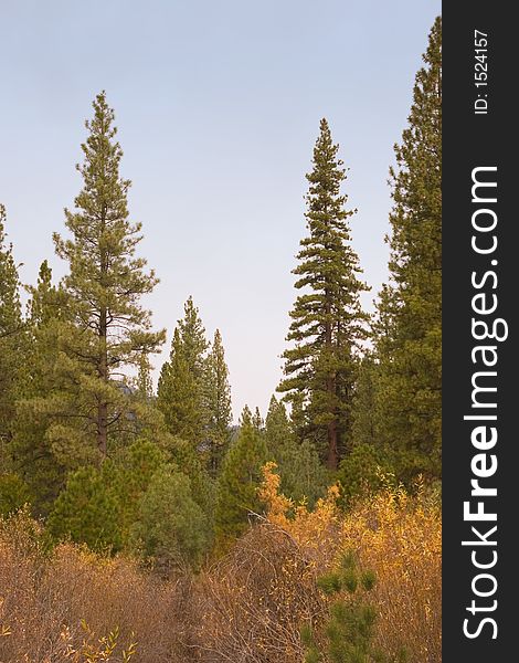 Tall pine trees against sky with gold colored bushes in forest. Tall pine trees against sky with gold colored bushes in forest