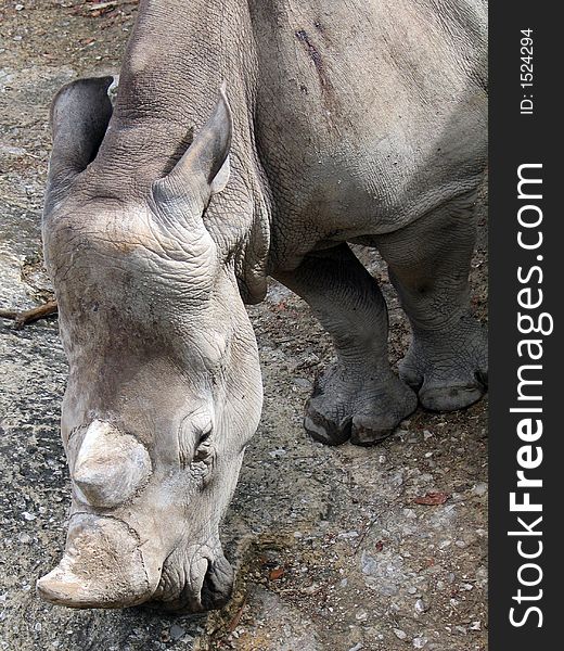 Male Rhino headshot detail - taken on zoo