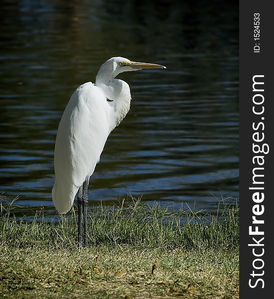 Great Egret standing near a pond or lake