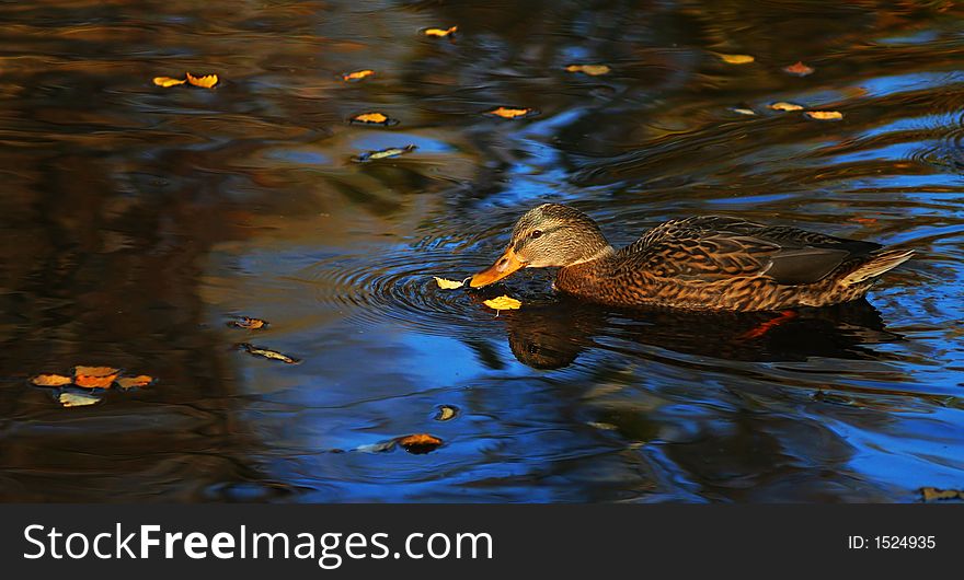 Fauna wild swiming duck pond, water, autumn