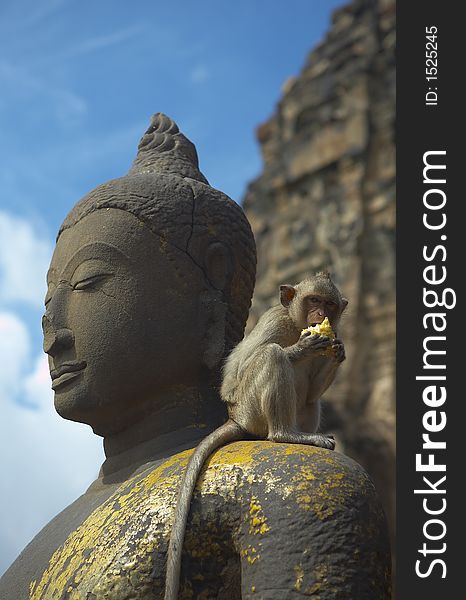 Monkey living in kala wat shrine in lopburi town, Thailand