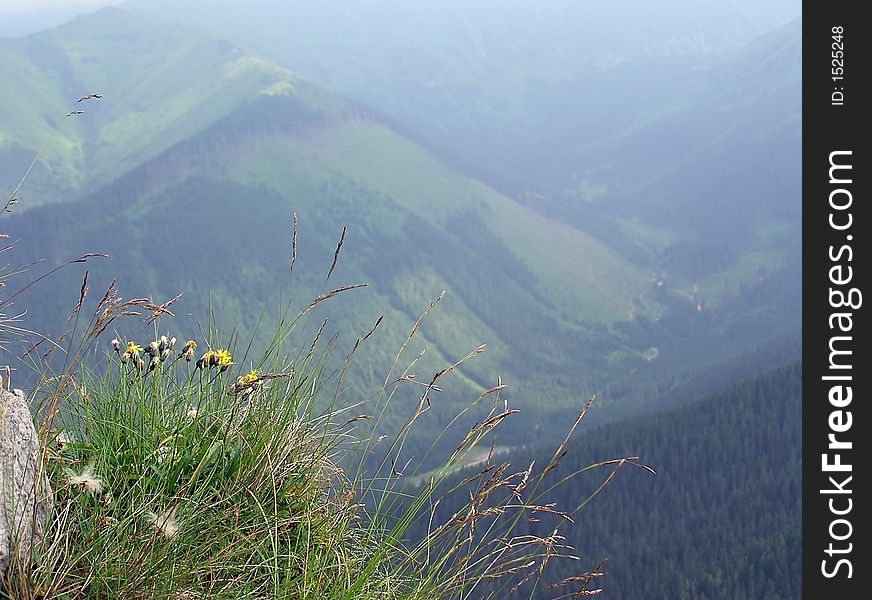 Flowers on a slope in the mountains. Flowers on a slope in the mountains