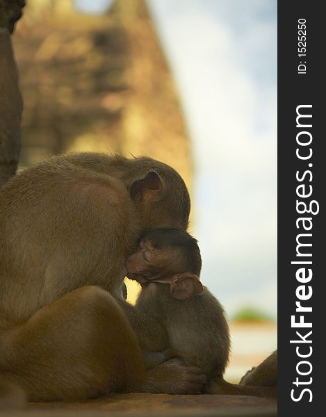 Monkey living in kala wat shrine in lopburi  town, Thailand. Monkey living in kala wat shrine in lopburi  town, Thailand