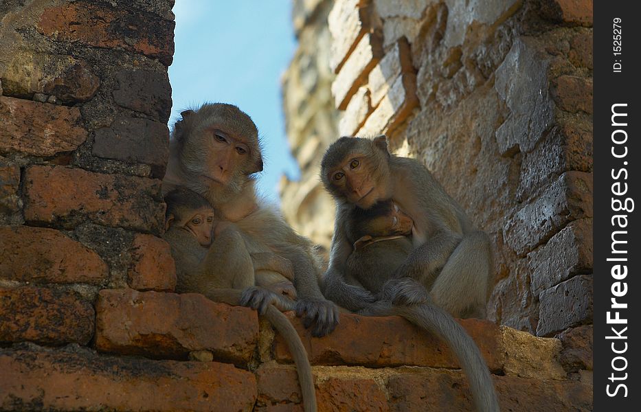 Monkey living in kala wat shrine in lopburi town, Thailand. Monkey living in kala wat shrine in lopburi town, Thailand