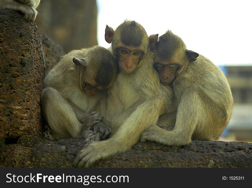 monkey living in kala wat shrine in lopburi  town, Thailand. monkey living in kala wat shrine in lopburi  town, Thailand