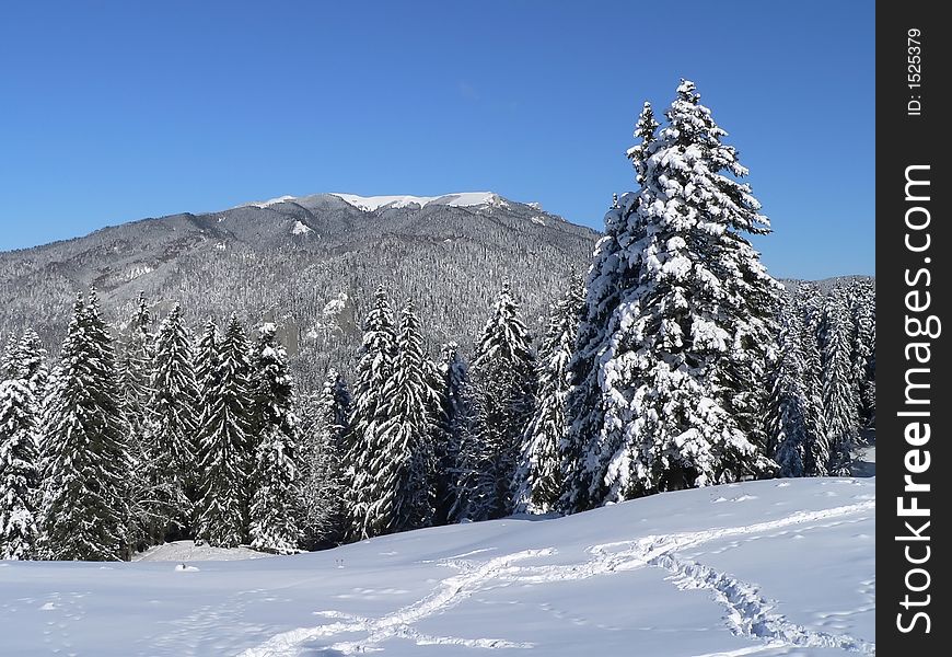 Winter landscape with firs and big snow