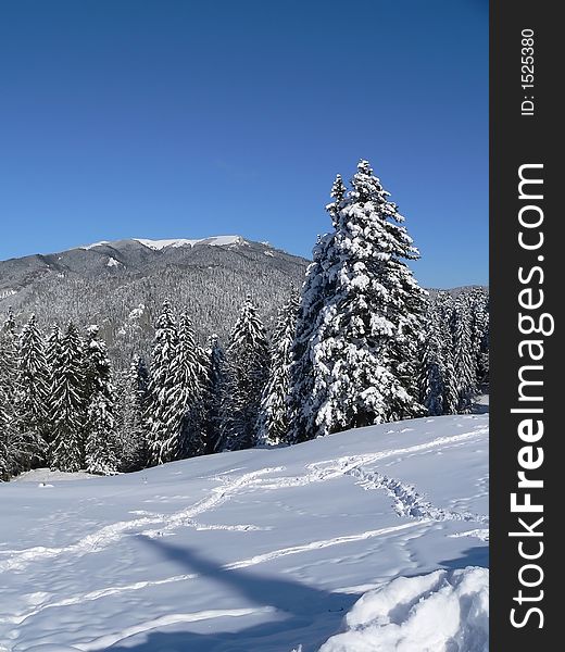 Winter landscape with firs and big snow. Winter landscape with firs and big snow
