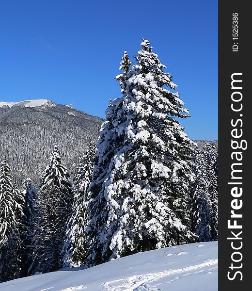 Winter landscape with firs and big snow. Winter landscape with firs and big snow