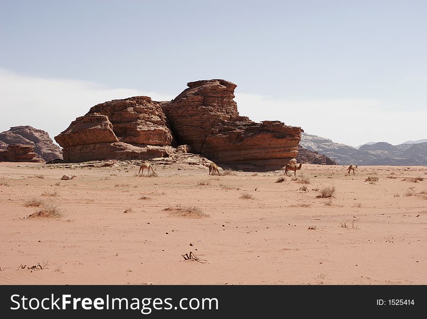 Camels, desert scenery in Wadi Rum, Jordan, Middle East