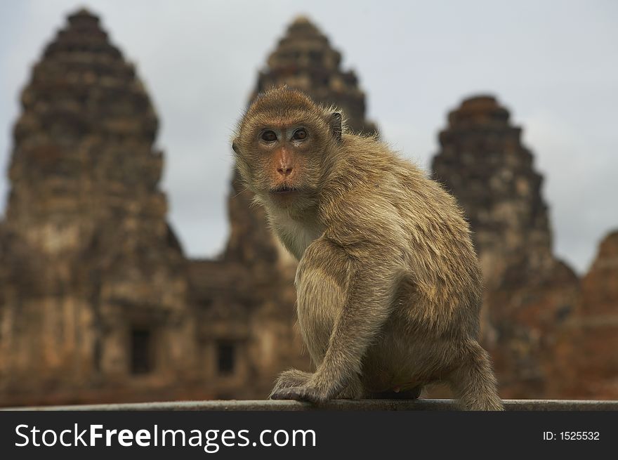 monkey living in kala wat shrine in lopburi town, Thailand. monkey living in kala wat shrine in lopburi town, Thailand