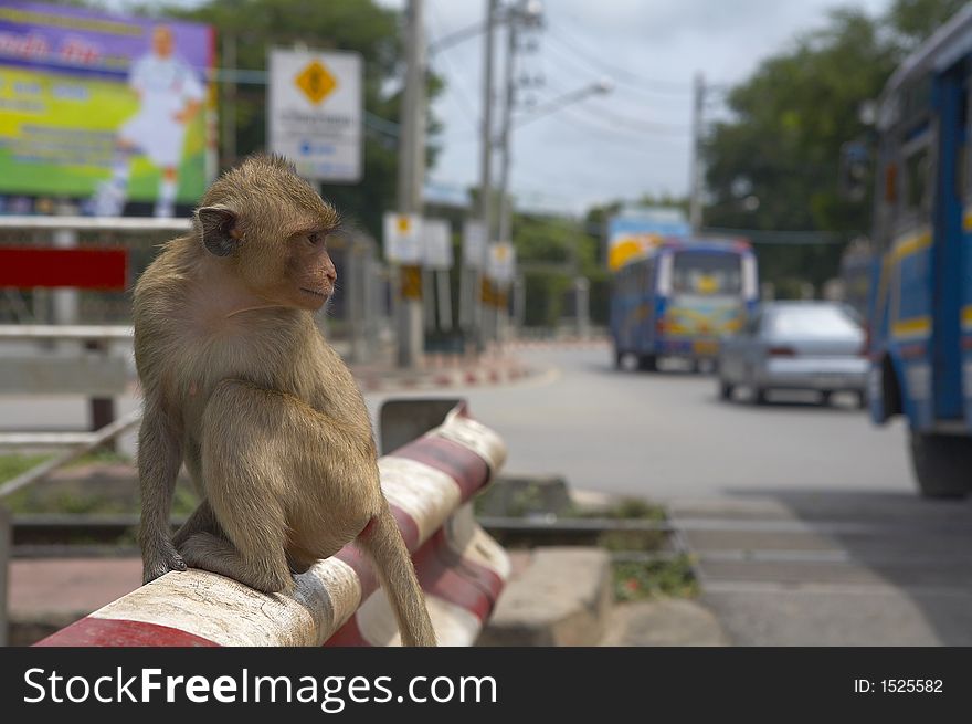 monkey living in kala wat shrine in lopburi  town, Thailand. monkey living in kala wat shrine in lopburi  town, Thailand
