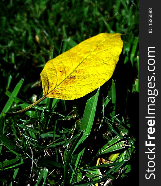 A single leaf in a field on early autumn. A single leaf in a field on early autumn