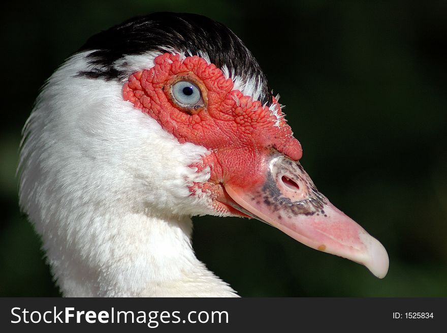 Close up of a muscovy duck