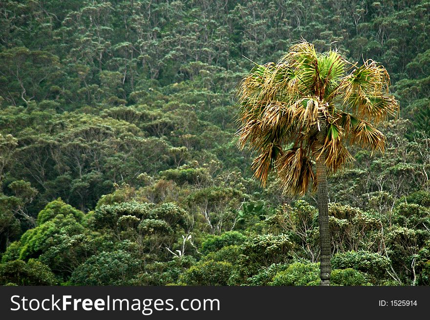 Tall palm in front of a tropical forest. Tall palm in front of a tropical forest