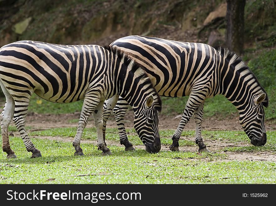 A couple of zebra eating grass in the zoo.