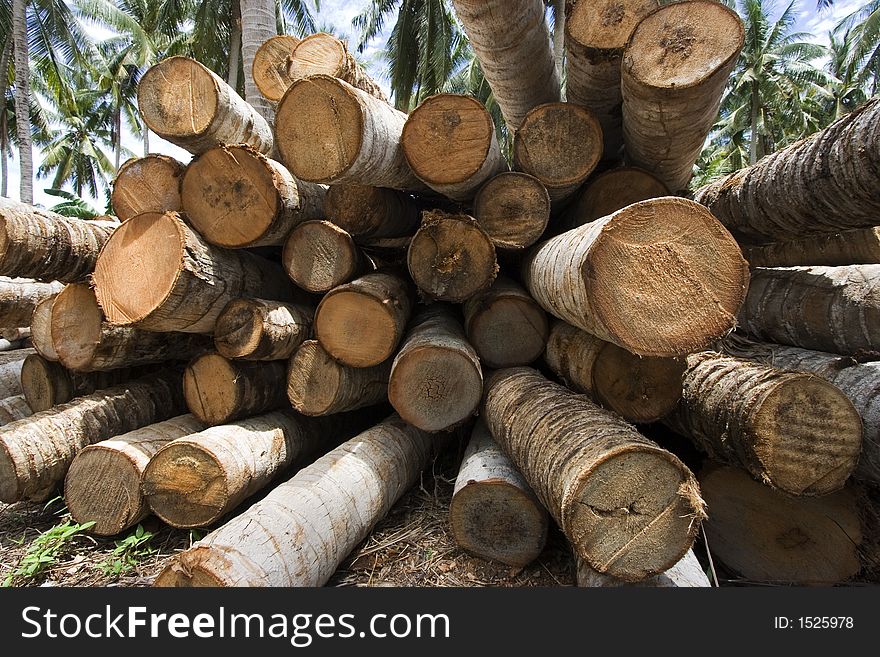 A bunch of felled coconut trees laying on the floor.