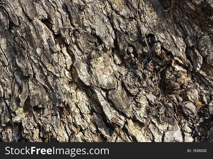 A rough tree skin texture close up.