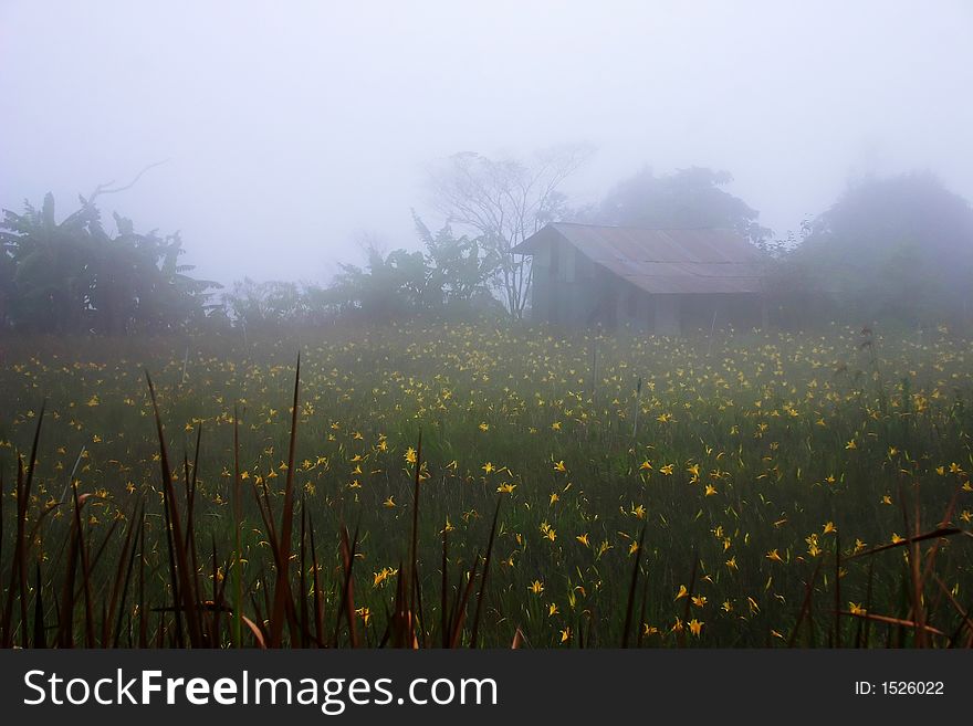 Scenic foggy countryside garden with yellow flowers.