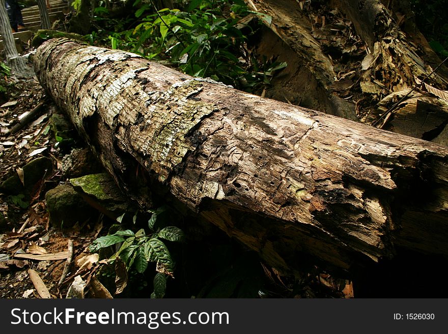 A rotten trunk abandon in the forest.